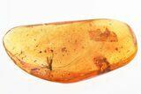 Detailed Fossil Crane Fly and Dagger Fly In Baltic Amber #328225-1